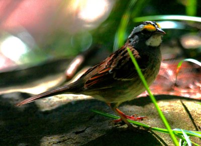 White-throated Sparrow
