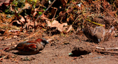 House Sparrow & American Tree Sparrow (r)