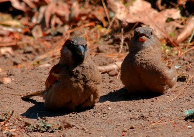 House Sparrow & American Tree Sparrow (r)