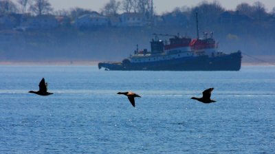 Brant Geese