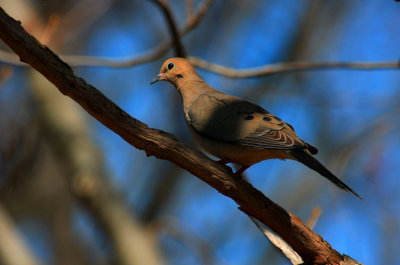 Mourning Dove