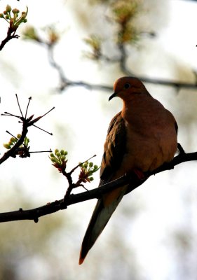 Mourning Dove