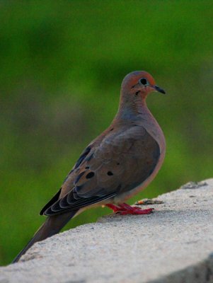 Mourning Dove