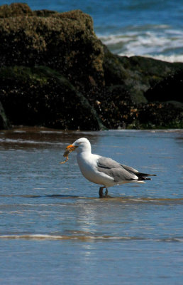 Herring Gull