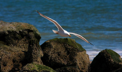 Herring Gull