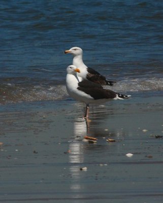 Great Black-backed Gull