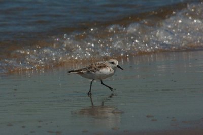 Sanderling