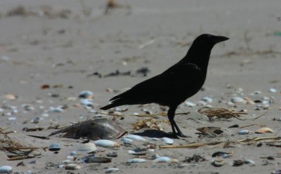 American Crow