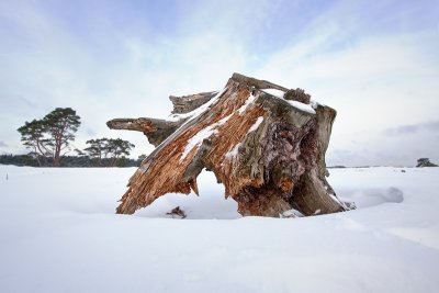 National Park; Hoge Veluwe