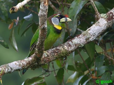 FIRE-TUFTED BARBET