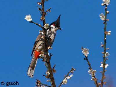 RED-WHISKERED BULBUL