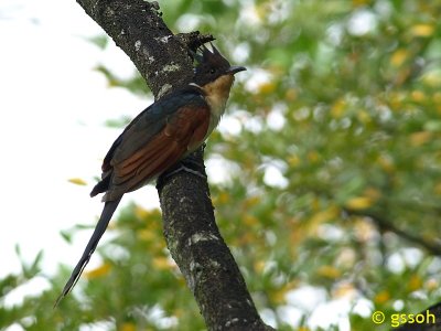 CHESTNUT-WINGED CUCKOO