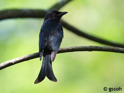 CROW-BILLED DRONGO