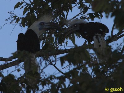 WHITE CROWNED HORNBILL