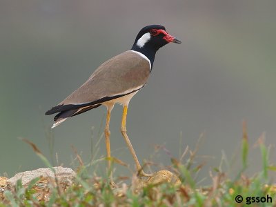 RED-WATTLED LAPWING