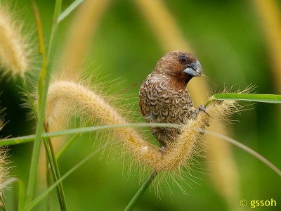 SCALY-BREASTED MUNIA