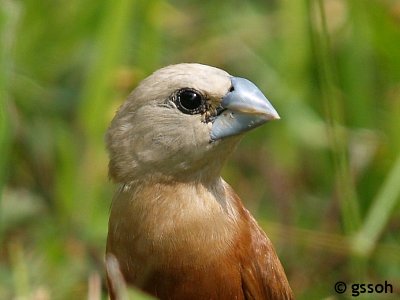 WHITE-HEADED MUNIA