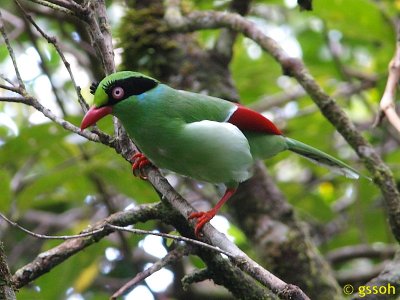 SHORT-TAILED GREEN MAGPIE