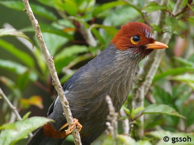 CHESTNUT-HOODED LAUGHINGTHRUSH