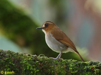 EYEBROWED JUNGLE FLYCATCHER