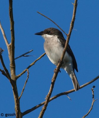 090318-KKNB-37a.jpg