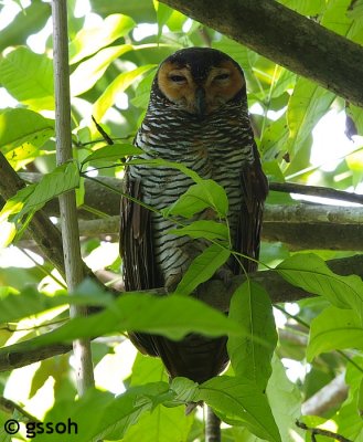 SPOTTED WOOD OWL
