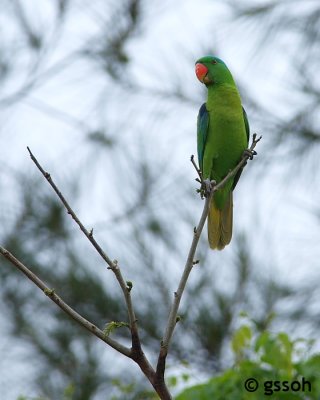 090317-KKPPP-46a.jpg