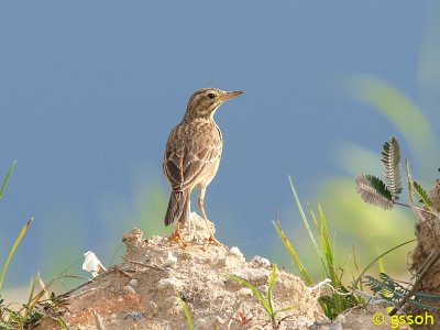 080309-CCV-13a.jpg