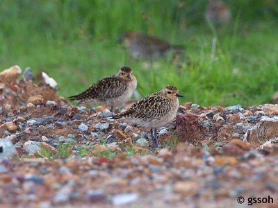 PACIFIC-GOLDEN PLOVER