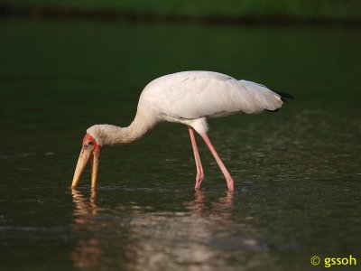 081018-CNG-32a.jpg