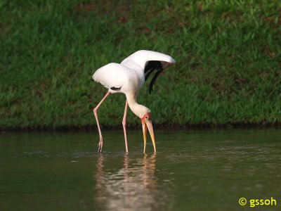 081018-CNG-58a.jpg