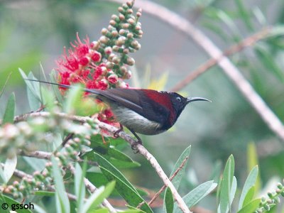 BLACK-THROATED SUNBIRD