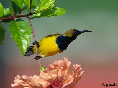 OLIVE-BACKED SUNBIRD