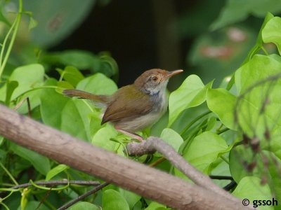 COMMON TAILORBIRD