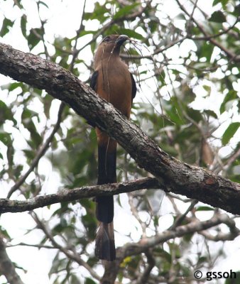 BORNEAN TREEPIE