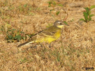 YELLOW WAGTAIL