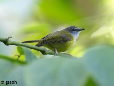 YELLOW BELLIED WARBLER