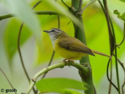 YELLOW BELLIED WARBLER