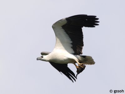 WHITE BELLIED SEA EAGLE