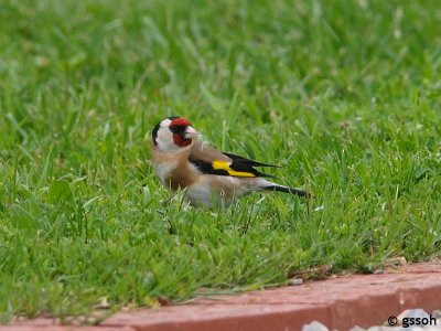 EUROPEAN GOLDFINCH