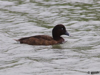 HARDHEAD (WHITE-EYED DUCK)