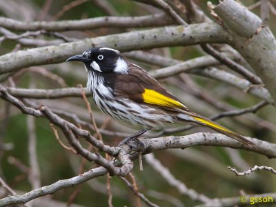 NEW HOLLAND HONEYEATER