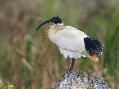 AUSTRALIAN WHITE IBIS