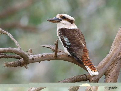 LAUGHING KOOKABURRA