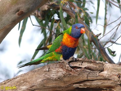RAINBOW LORIKEET