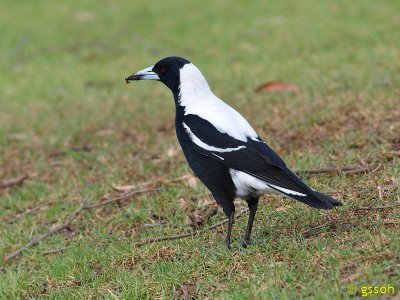 AUSTRALIAN MAGPIE