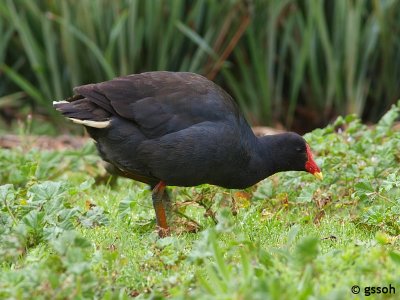 DUSKY MOORHEN