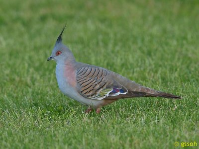CRESTED PIGEON