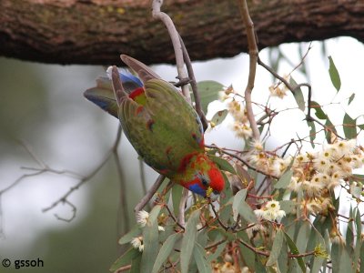 CRIMSON ROSELLA