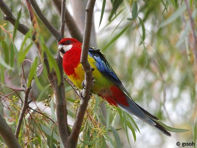 EASTERN ROSELLA